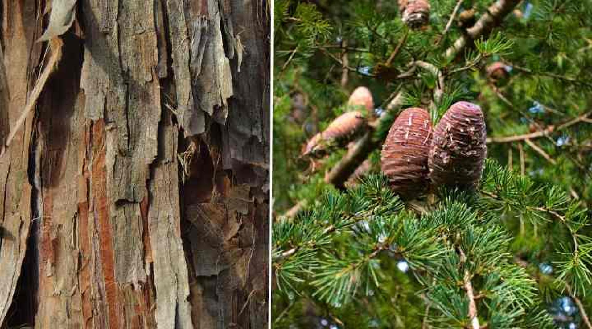 CEDAR TREE TEA